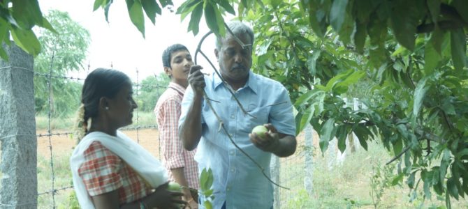 Mango Farm training by Subramanyam