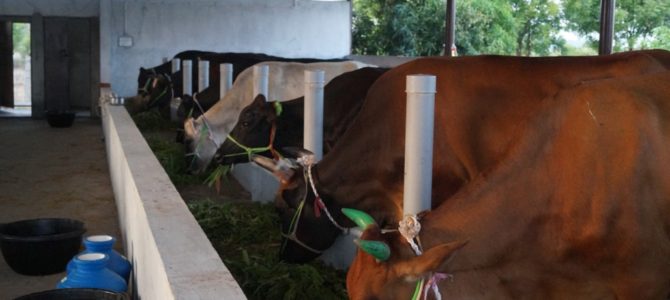 Starting of New Dairy Farm (Snehadhara)