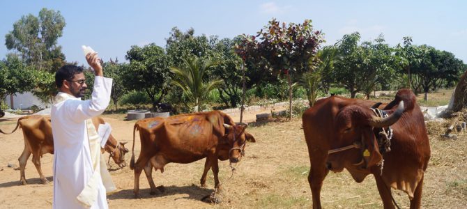 Mattu Pongal