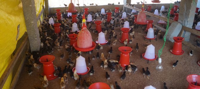 Natti Chicken Farming