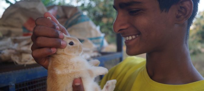 Rabbit Farming