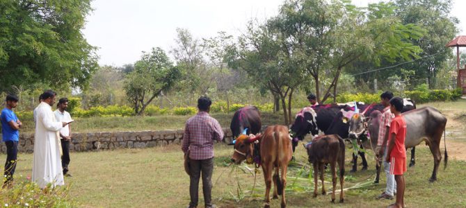 Mattu Pongal