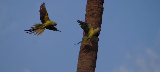 Nature and Birds